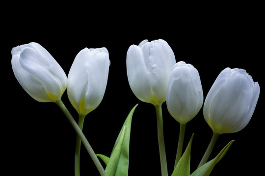 five white tulip flowers isolated on black background