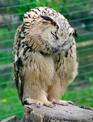 Portrait of Eurasian Eagle-Owl, Bubo bubo
