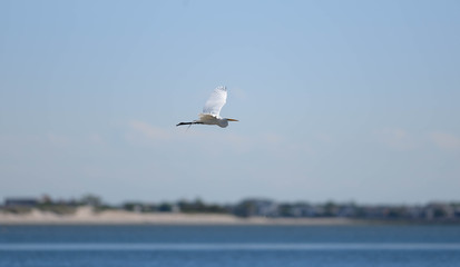 Great Egret Flight