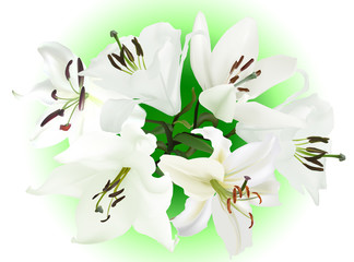 illustration with white lily six flowers