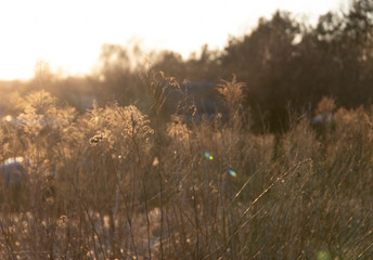 Meadow plants in golden sunlight with some bokeh.