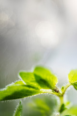 Herb leaves