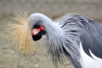 Beautiful crowned crane with blue eye and red wattle