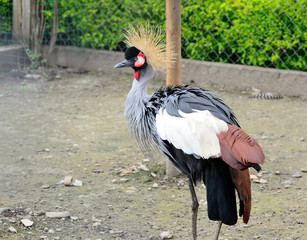 Beautiful crowned crane with blue eye and red wattle
