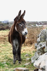 Irish donkey standing by a stone wall, stark Irish landscape from Connemara, Galway, Ireland, rain visible in the air