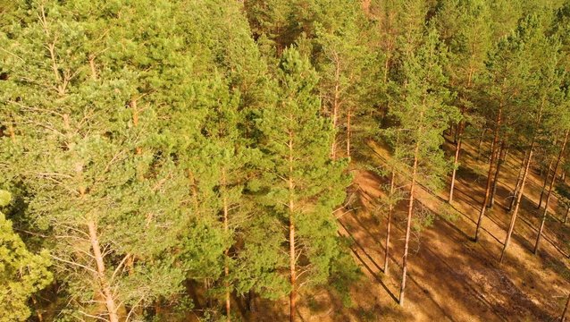 Here In The Photo We See A Very Beautiful Forest And You Can Walk Along It Well.