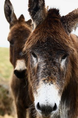 portrait of two donkeys living outdoors in the wild by the ocean,  Irish donkeys, Connemara travel