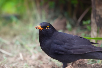 Black Bird in Home Garden