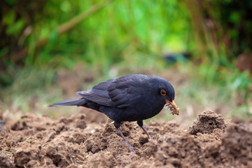 Black Bird in Home Garden 2