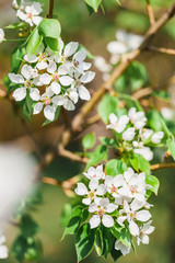 Blooming branches of Apple trees, spring, trees in bloom, arrival of birds, nesting, future fruits, blooming garden, beauty, background, Wallpaper, nature, decoration