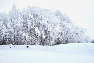 Landscape with tree in the foreground and field in the distance on a winter day
