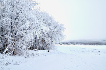 Landscape with tree in the foreground and field in the distance on a winter day