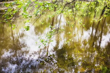 Lake with trees, ducks, pond, outdoor activities, family and travel, background, Wallpaper, greenery, water,