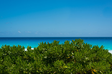 View of bushes with ocean background in Cancun, Mexico