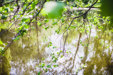 Lake with trees, ducks, pond, outdoor activities, family and travel, background, Wallpaper, greenery, water,