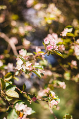 Blooming branches of Apple trees, spring, trees in bloom, arrival of birds, nesting, future fruits, blooming garden, beauty, background, Wallpaper, nature, decoration