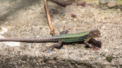Green Lizard sits on a stone under the sun