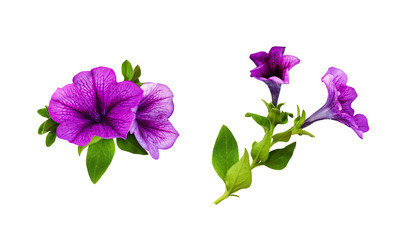 Set of arrangements with petunia flowers, green leaves and buds - obrazy, fototapety, plakaty