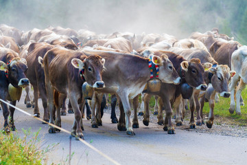 Viehscheid - Allgäu - herde - Nebel - Hindelang