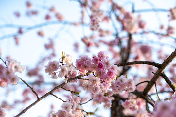 桜桜
