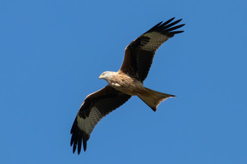 Rotmilan (milvus milvus) in der Luft vor blauem Himmel Portrait aufgenommen in Deutschland, Mecklenburg Vorpommern