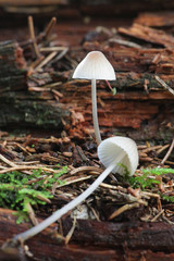 Mycena metata, a bonnet mushroom growing wild in Finland