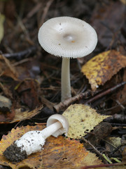 Amanita vaginata, known as the grisette, an edible wild mushroom from Finland