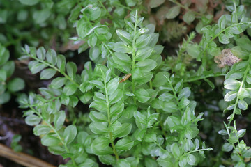 Plagiomnium medium, commonly known as Alpine thyme-moss or intermediate plagiomnium moss