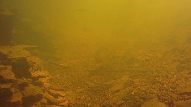 Fish (sunfish and blacknose dace) swim in silt laden water.