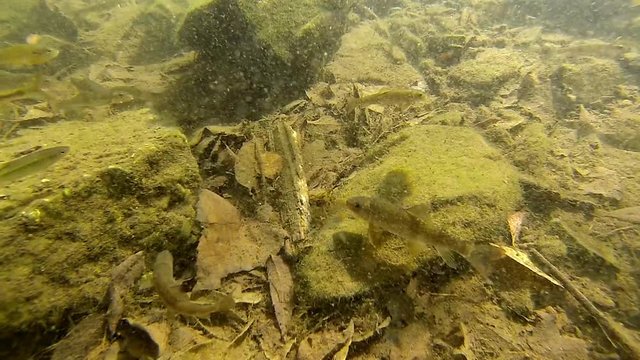 Creek Chub and Blacknose Dace swim near underwater leaf litter and rocks.