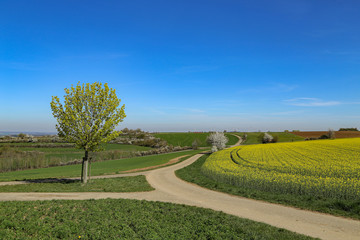 Spring landscape. Cultivated colorful raps field in Germany.