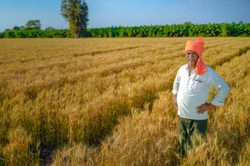 Naklejka na ściany i meble Young Indian farmer standing at wheat field