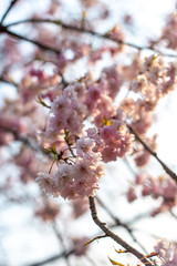 桜桜