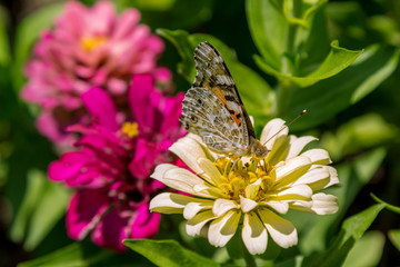Beautiful blooming apricot tree branches with white flowers growing in a garden. Spring nature background.