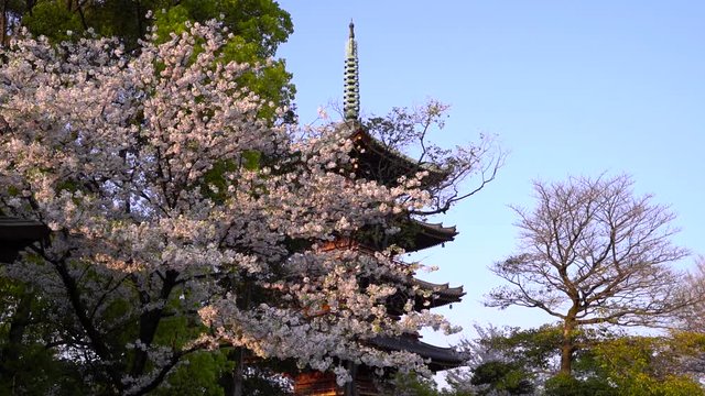 Beautiful Scenery Of Ueno Toshogu Shrine Behind The Blooming Sakura Tree In Tokyo, Japan On A Sunset With Clear Blue Sky In The Background - Slow Motion