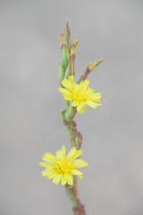 Lactuca serriola, also called prickly lettuce, milk thistle, compass plant and scarole.  Prickly lettuce is believed to be the origin of modern cultivated lettuce, Lactuca sativa