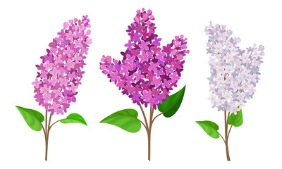 Lilac or Syringa Flowers with Showy Blossom Isolated on White Background Vector Set