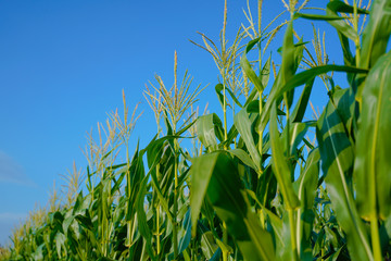 A green field of corn in india