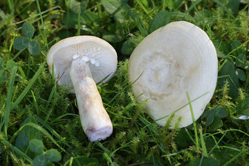 Lactarius aspideoides, commonly known as the bright yellow milkcap or willow milkcap, wild mushroom from Finland