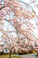 Obraz premium 桜桜