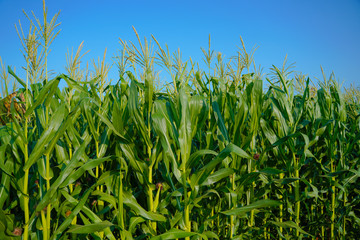 A green field of corn in india