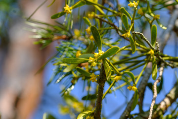 Makro / Detail von Misteln in einer Kiefer / Mistel (lat.: Viscum)