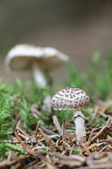 Lepiota felina, known as the cat dapperling, wild mushroom from Finland