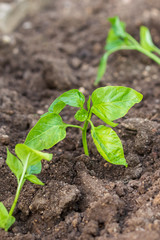 Work in the garden. Planting pepper seedlings. Preparing for planting seedlings. Landing in the spring. House and garden. Eco concept. Young fresh peppers
