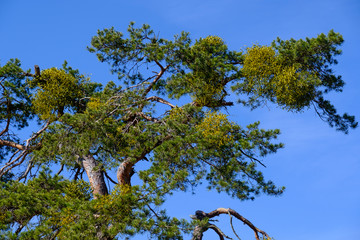Ein Nadelbaum mit vielen Misteln / Mistel (lat.: Viscum)