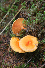 Hygrophoropsis aurantiaca,  known as the false chanterelle, wild mushroom from Finland