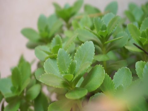 Close up look of the green colored house plant succulent in the sunny day. Leaf of the Phedimus aizoon or phedimus aizoon in spring outdoor