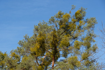Ein Nadelbaum voller Misteln / Mistel (lat.: Viscum), dahinter blauer Himmel