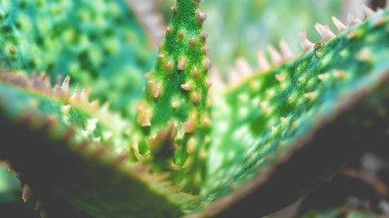 closeup of Aloe donnie with beautiful texture