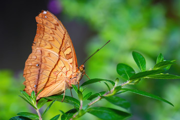 Fototapeta na wymiar Malay cruiser butterfly - Vindula dejone, beautiful yellow and orange butterfly from Southeast Asian meadows and woodlands, Malaysia.